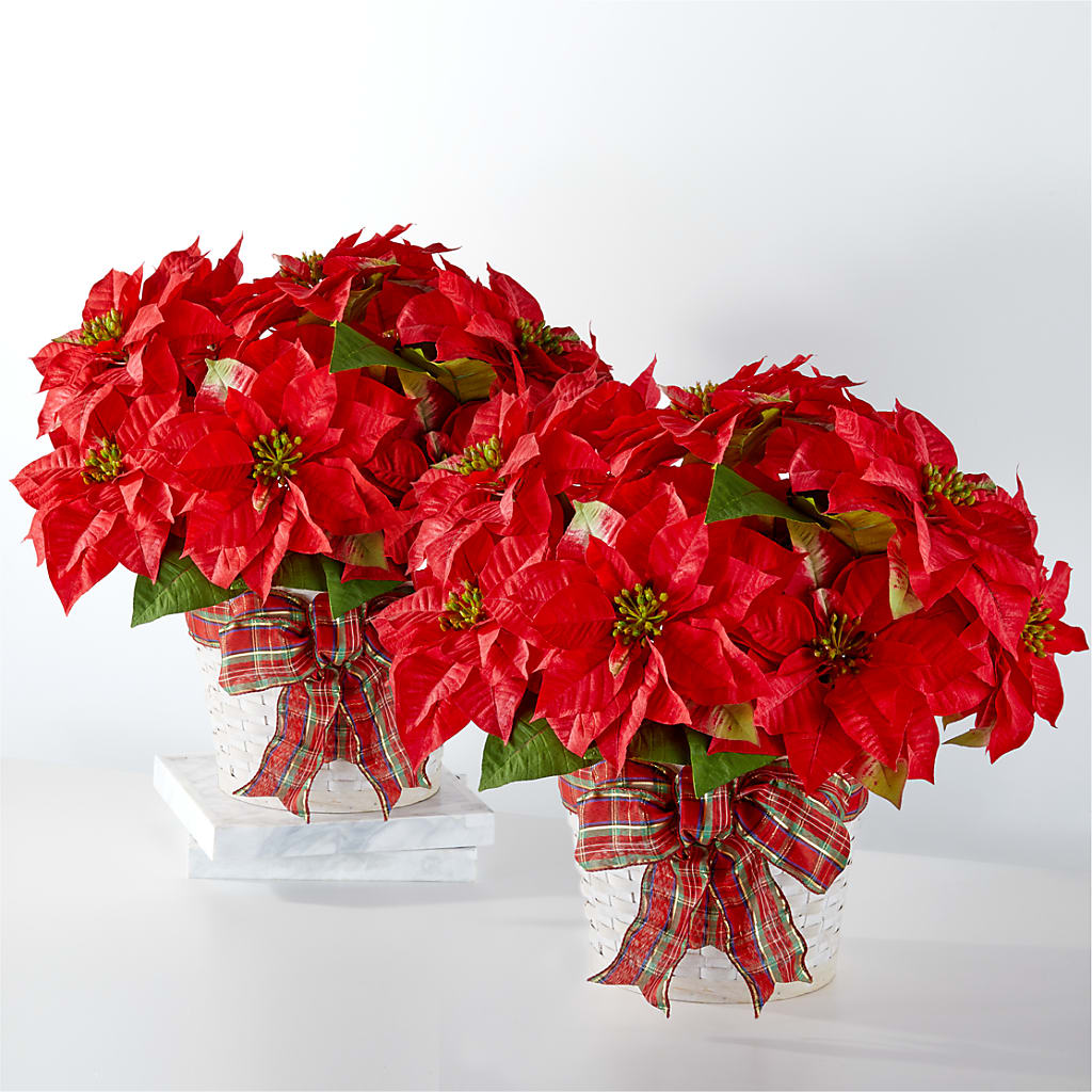 Happiest Holidays Poinsettia Bundle – Nayitas Rva Flowers, Richmond VA