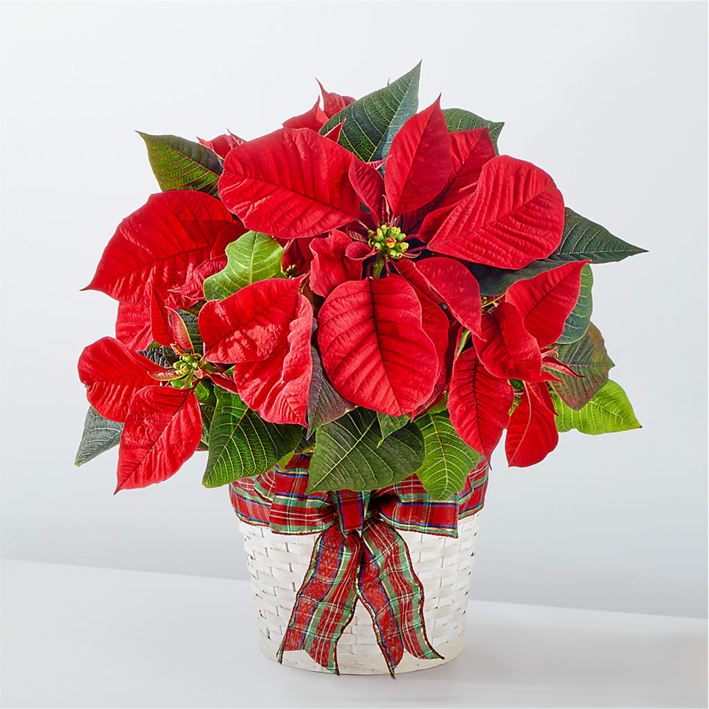 Happiest Holidays Poinsettia – Nayitas Rva Flowers, Richmond VA