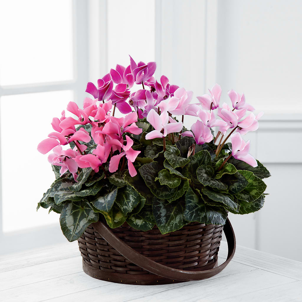 Mixed Cyclamen Planter – Nayitas Rva Flowers, Richmond VA