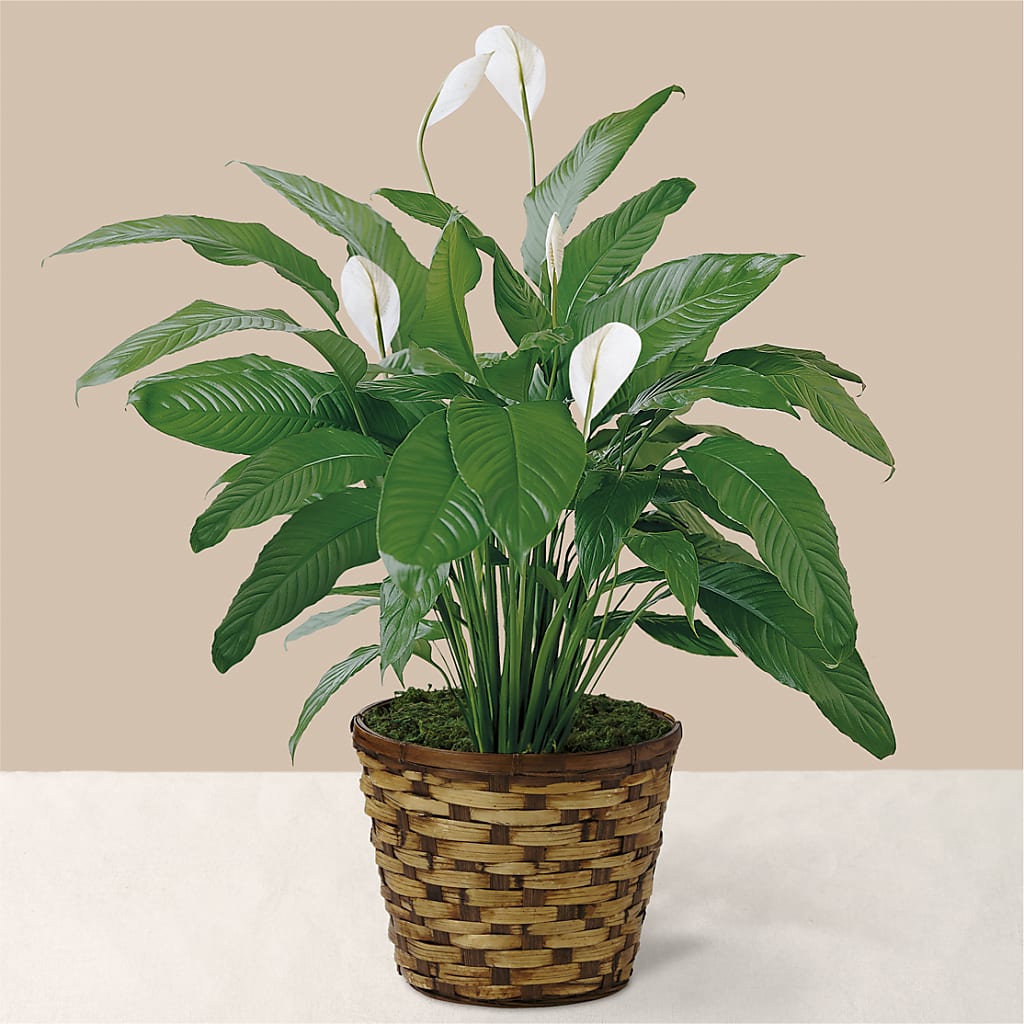 Tranquil Moments Peace Lily Plant – Nayitas Rva Flowers, Richmond VA