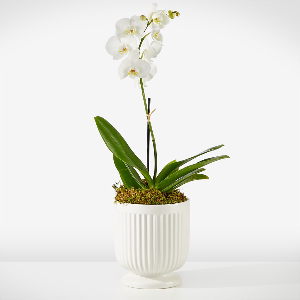Whispering White Orchid – Nayitas Rva Flowers, Richmond VA