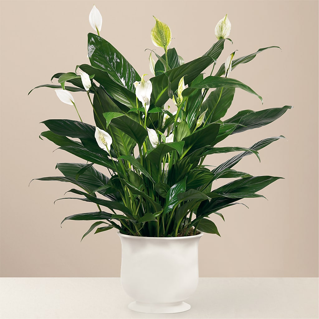 Comfort Planter – Nayitas Rva Flowers, Richmond VA