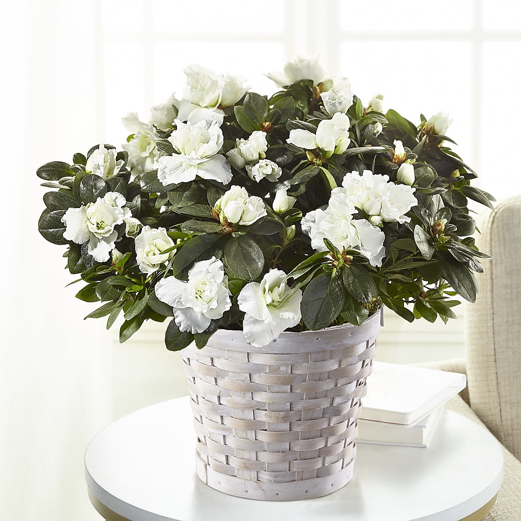 White Azalea Plant – Nayitas Rva Flowers, Richmond VA