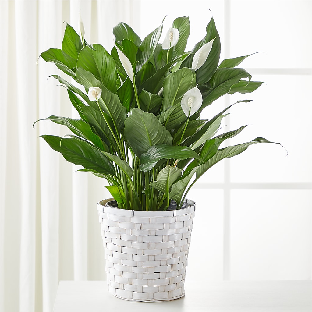 A New Leaf Peace Lily – Nayitas Rva Flowers, Richmond VA