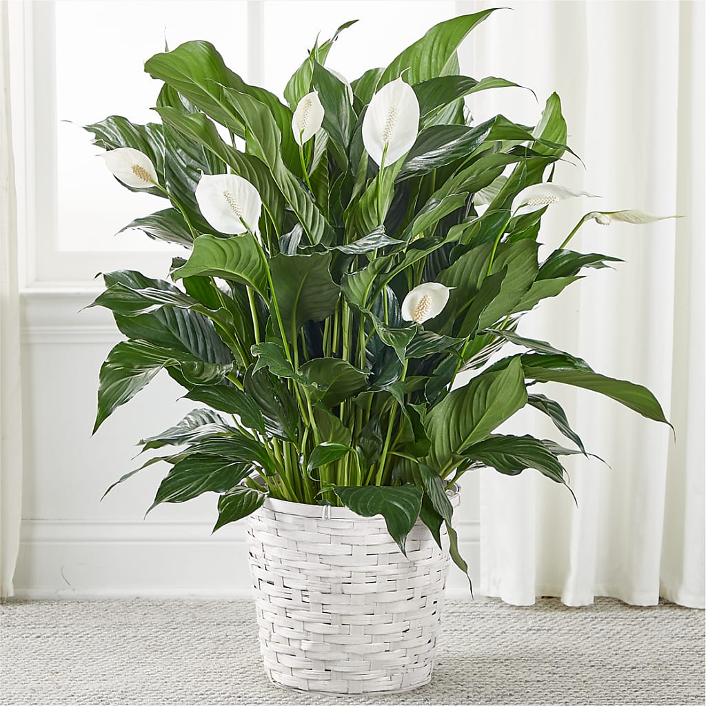 A New Leaf Peace Lily – Nayitas Rva Flowers, Richmond VA