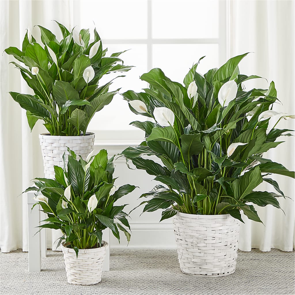A New Leaf Peace Lily – Nayitas Rva Flowers, Richmond VA