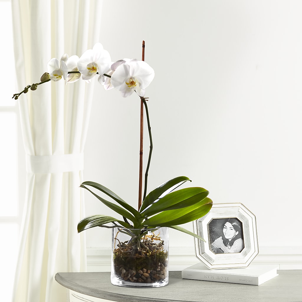 White Orchid Planter – Nayitas Rva Flowers, Richmond VA