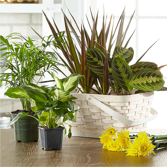 Florist Designed Blooming and Green Plants in a Basket –  Nayitas Rva Flowers, Richmond VA