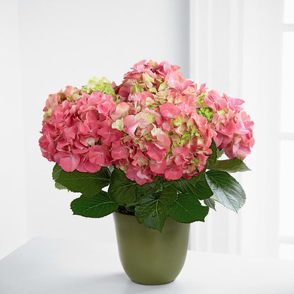Pink Hydrangea Planter –  Nayitas Rva Flowers, Richmond VA