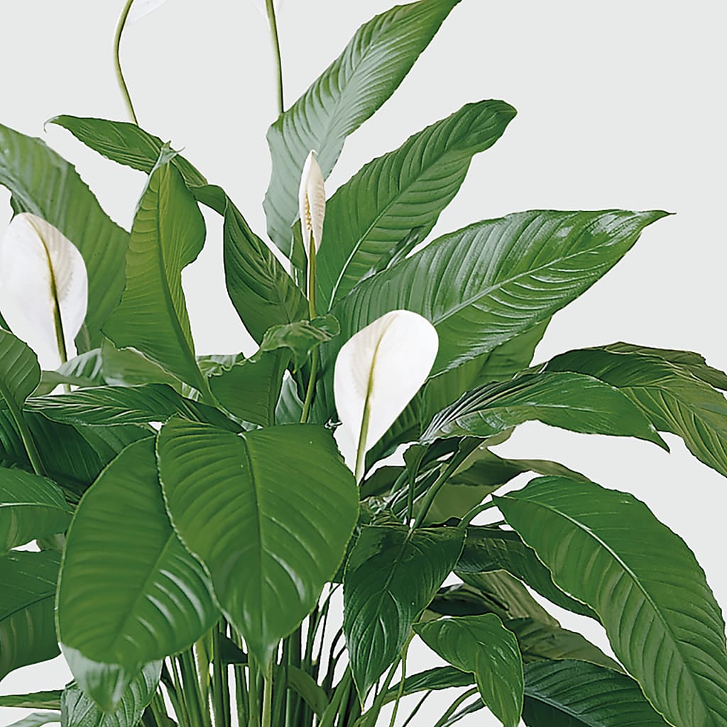 Tranquil Moments Peace Lily Plant –  Nayitas Rva Flowers, Richmond VA