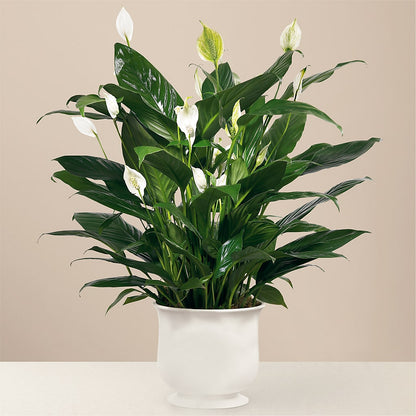 Comfort Planter –  Nayitas Rva Flowers, Richmond VA