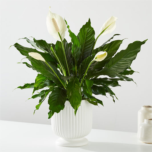 Comfort Planter –  Nayitas Rva Flowers, Richmond VA