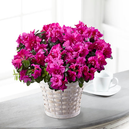 Hope & Serenity Azalea Plant –  Nayitas Rva Flowers, Richmond VA