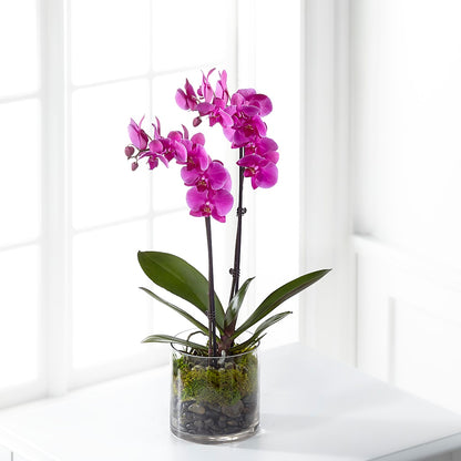 Pink Orchid Plant –  Nayitas Rva Flowers, Richmond VA