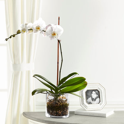 White Orchid Planter –  Nayitas Rva Flowers, Richmond VA